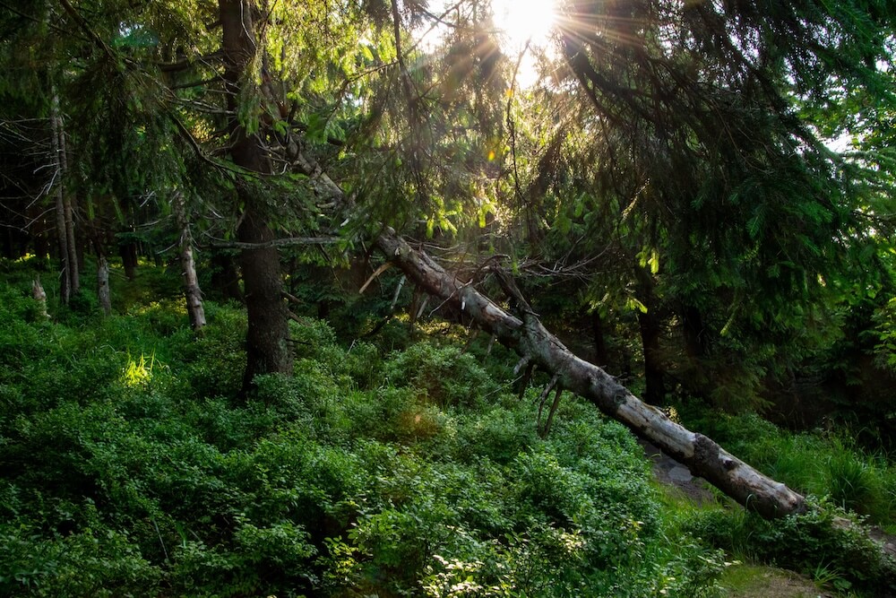 etivari-forest-3761623 (1)